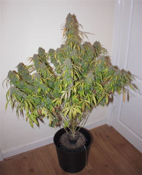 Autoflowering Cannabis Seeds High Thc Autos For Easy Home Grown