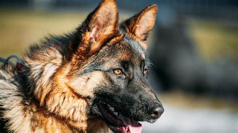 German Shepherd Dog Breed Pros And Cons Youtube