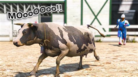 Poor Cow Escapes The Slaughterhouse Gta 5 Mods Youtube