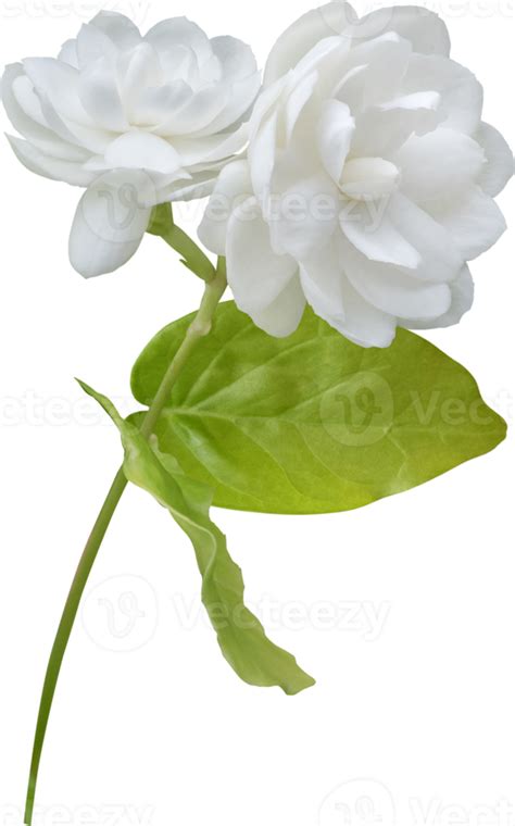 Jasmine Flower Isolated Symbol Of Mothers Day In Thailand 9597315 Png