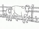 Coloring Herd Cows Popular Cow sketch template