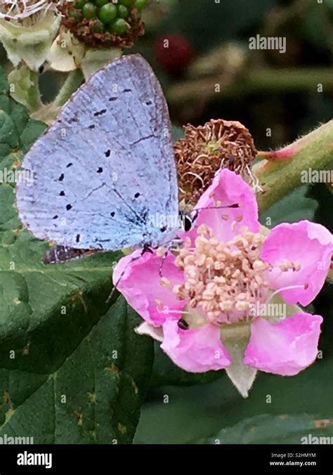 Holly Blue Butterfly Stock Photo Alamy