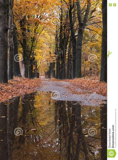 Puddles On Forest Road Between Yellow Leaves Of Beech Trees In T Stock