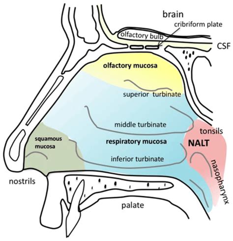 1 Anatomy Of The Respiratory System Simplemed Learning Medicine