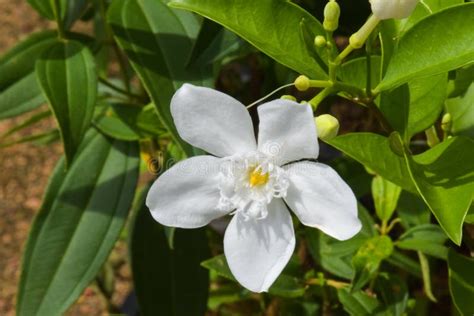 White Jasmine Flowers Blooming In A Thai Public Park 1 Stock Image
