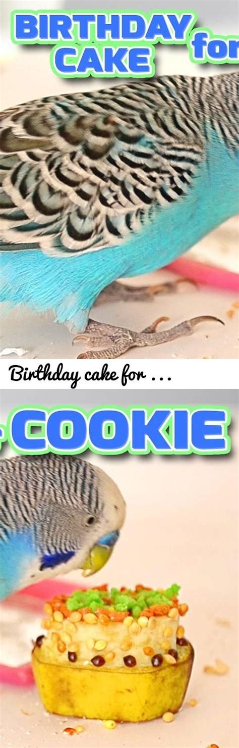 Birthday Cake For Budgie Cookie Has 6 Years Now Happy Birthday