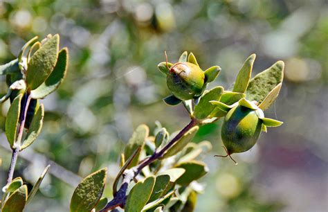 Photo Jojoba Fruit Fruit Seeds Berries Pods Etc Album Xopher