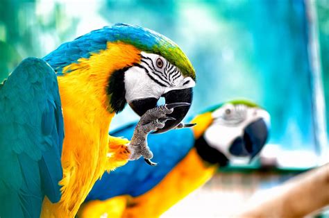 Exotic Birds in Brevard: Parrots as Pets - Space Coast Pet Services