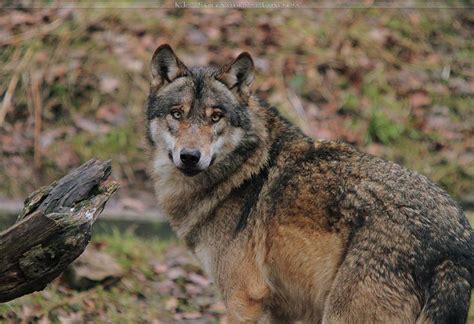 14 Best European Wolf Images On Pinterest Wolves Wild Animals And Wolf