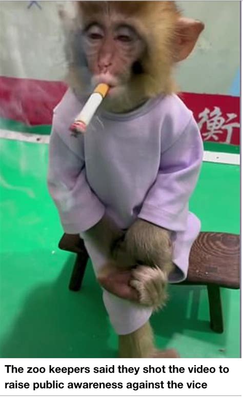 Baby Monkey Smokes On Camera As Part Of A Supposed Public Health