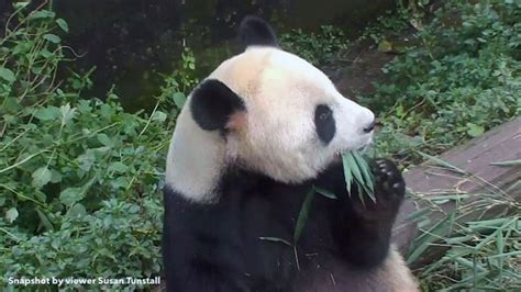 As a result, a large number of pandas have died of starvation. What do Giant Pandas eat? | Explore