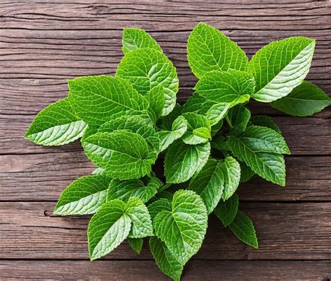 Premium Photo Fresh Mint Leaves On Wooden Background