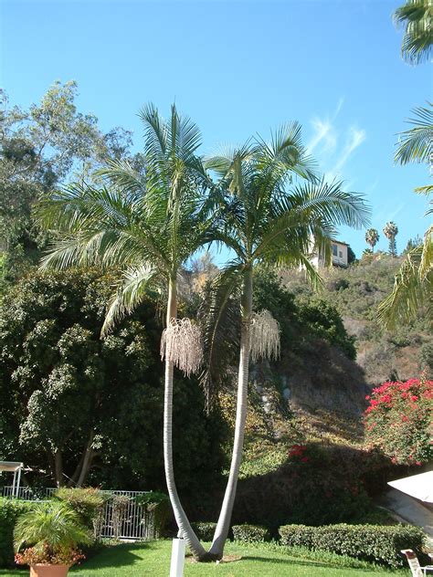 From the rainforests of the east coast of australia from queensland to new south wales, this is a versatile landscaping tree. Archontophoenix cunninghamiana