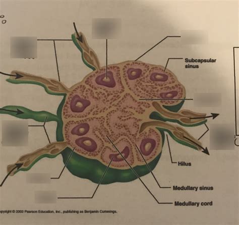 Module 9 Overview Of The Lymphatic System And Immunity With Lymph Node Labeling Diagram Quizlet