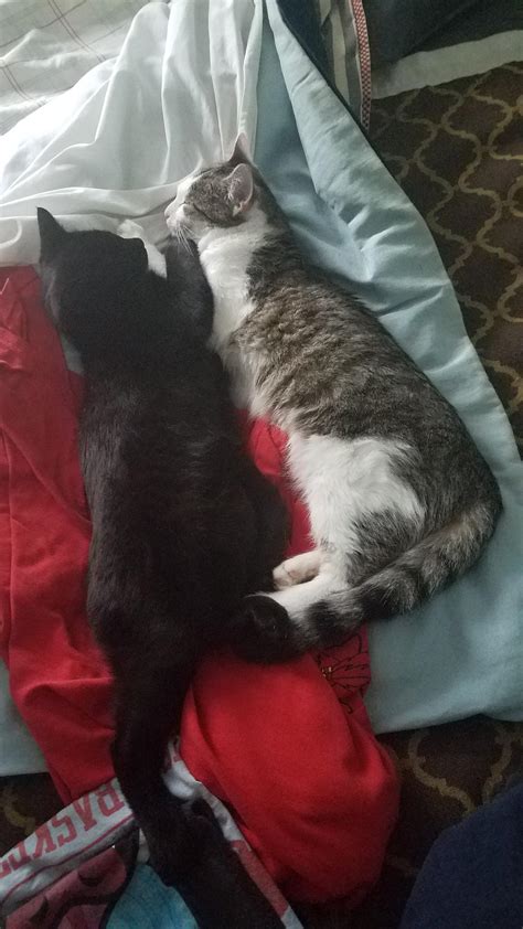 Two Kitties Adopted 6 Months From Different Litters Now Theyre