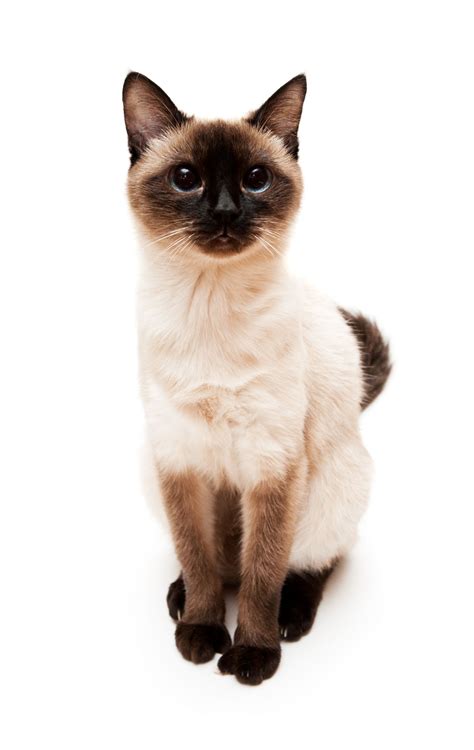 36 Best Photos Siamese Cat Traits 9 Different Types Of Siamese Cats