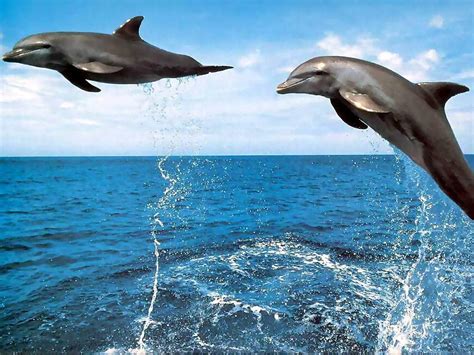 Dolphin Wallpapers Fun Animals Wiki Videos Pictures Stories
