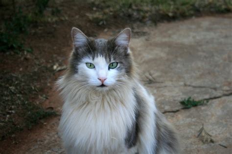 White ragdolls and blue eyed white ragdoll kittens. Ragdoll Cat With Green Eyes Free Stock Photo - Public ...