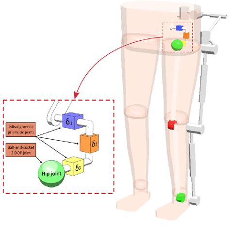 The Modeling Of The Hip Joint A 3 Dof Ball Socket Joint As The Contact