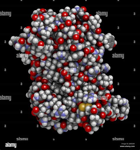 Human Growth Hormone Hgh Somatotropin Protein Natural Hormone That