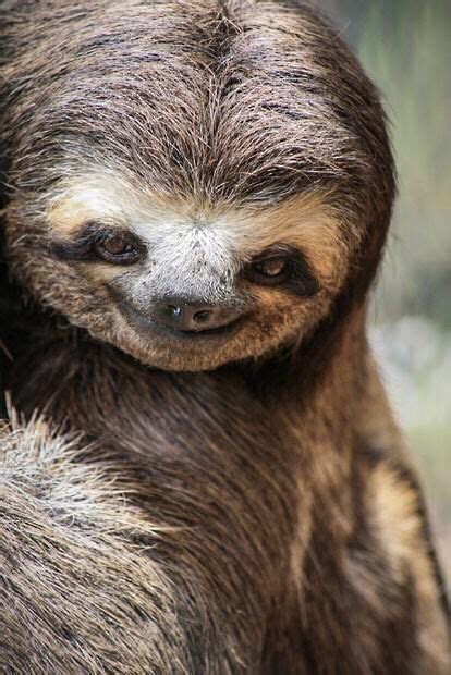 I Love Sloths 💟 Smiling Sloth Smiling Animals Happy Animals Cute