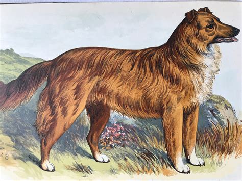 1889 Colley Original Antique Dog Print Animal Art Dog Drawing