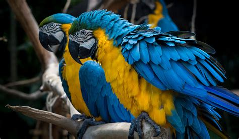 Blue and gold macaws have an extremely large range. Pet trade threatening T&T's blue and yellow macaws | Loop News