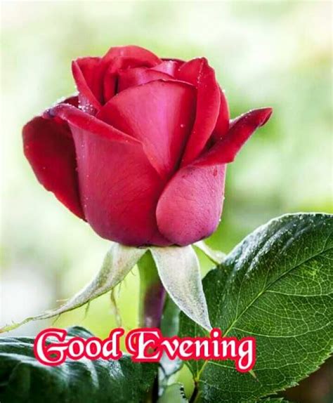 Good Evening Images Good Evening Rose Flower Pictures Good Morning