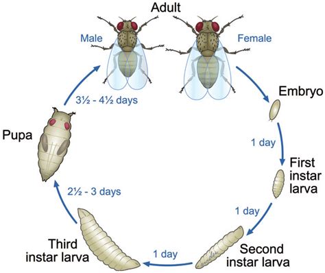 The Whole Life Cycle Of The Fruit Fly Drosophila Is Relatively Rapid Download Scientific