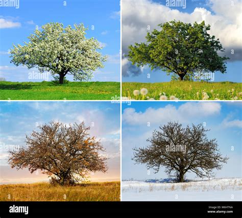 Tree In Four Seasons Hi Res Stock Photography And Images Alamy