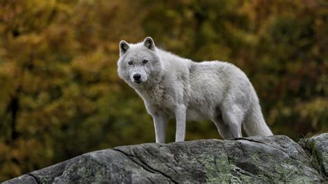 16 Wallpaper 8k Wolf Pictures
