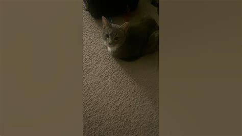 Cat In Loaf Position Youtube