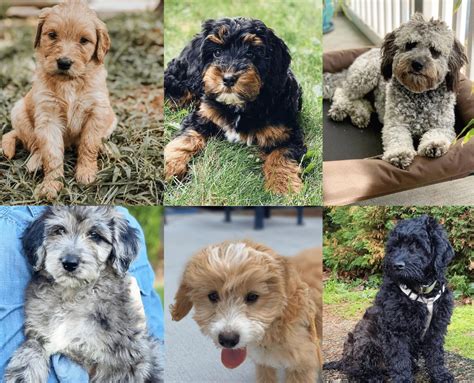 Going to get my mini golden doodle of course but wanted to do a few other things since it's about a 6 hour drive. Types of Goldendoodle Colors - With Pictures! - We Love ...