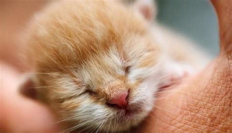 Consejos Para Cuidar Gatitos Bebes Animales Leales