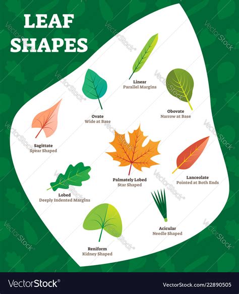 Top 101 Pictures Pictures Of Different Types Of Leaves And Their Names