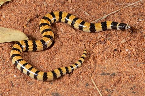 Northern Desert Banded Snake Simoselaps Anomalus Flickr