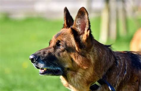 Dogs That Look Like German Shepherd Top 10 Breeds Gsd 45 Off