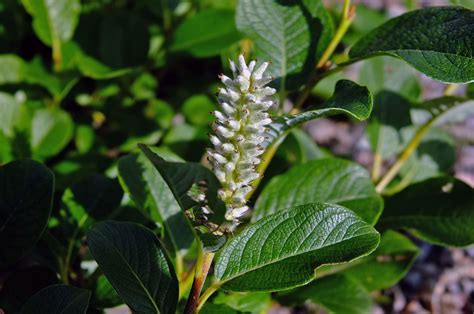 Salix Salicaceae Image 93523 At PhytoImages Siu Edu