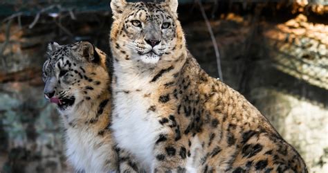 El Leopardo De Las Nieves Dejó De Estar En Peligro De Extinción