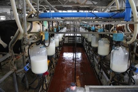 Cows Milking Lean Dairy Farm