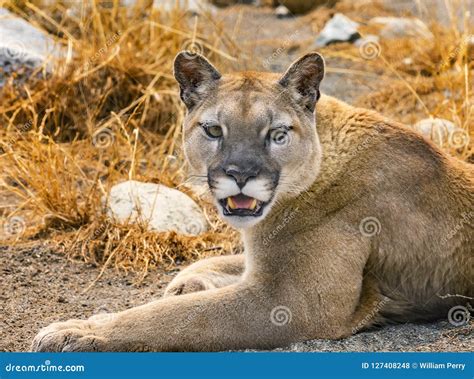 Montagne Lion Cougar Puma Concolor Rocks Photo Stock Image Du