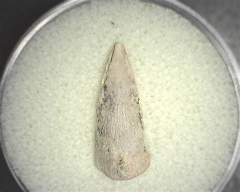 Eryops Permian Amphibian Claw 3 Fossils For Sale