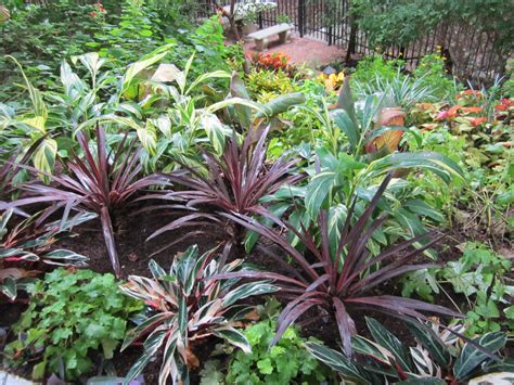 Shade in central texas used to be a real challenge for me. Shade Plants for Central Texas | Lisa's Landscape & Design