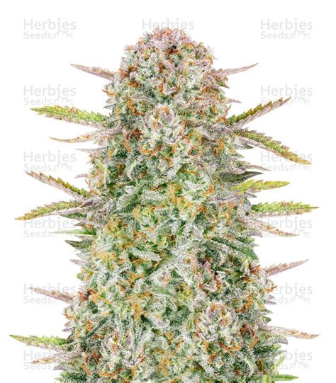 Buy Bruce Banner Auto Feminized Seeds By Fastbuds Herbies