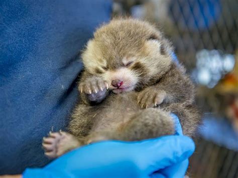 ‘adorable And Perfect Red Panda Cub Born At Zoo Express And Star