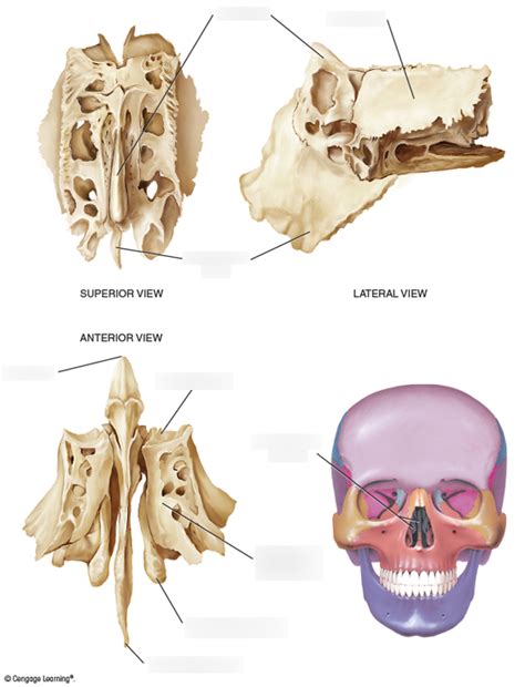 Figure 6 17 Views Of The Ethmoid Bone Diagram Quizlet