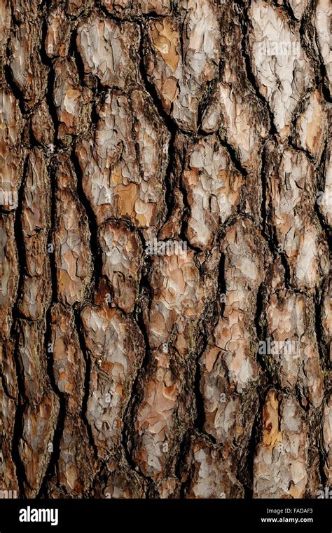 Bark Of Pine Tree Close Up Vertical Stock Photo Alamy