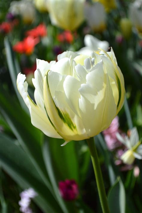 Cebulki Tulipanów Exotic Emperor Z Holandii Dutchgrown™