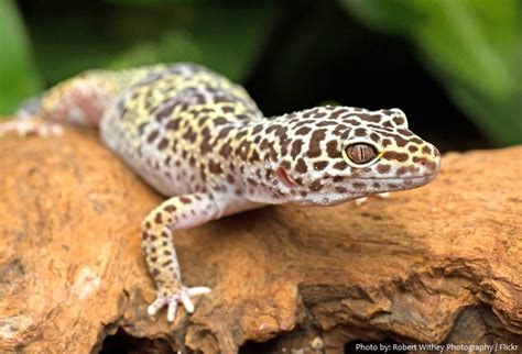 Interesting Facts About Leopard Geckos Just Fun Facts