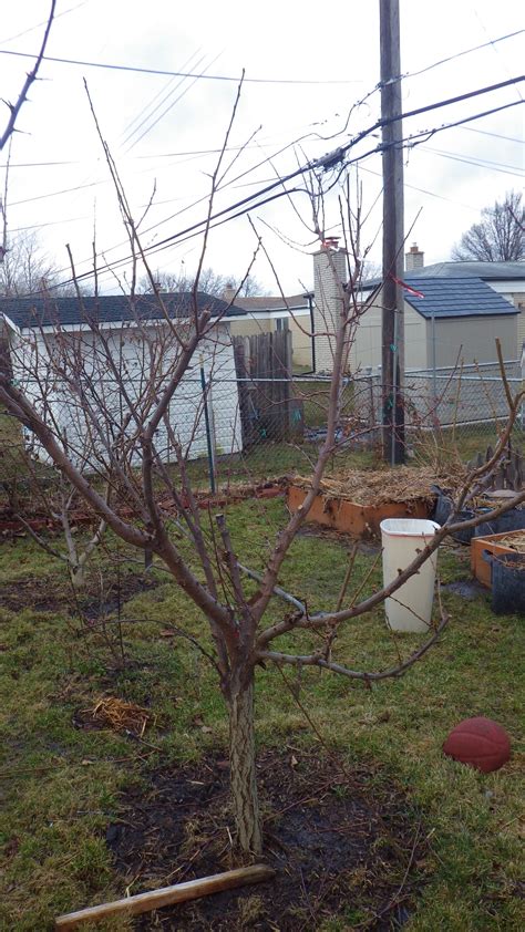 Check with your local store for current availability. Multi-grafted tree purchase failure - General Fruit ...